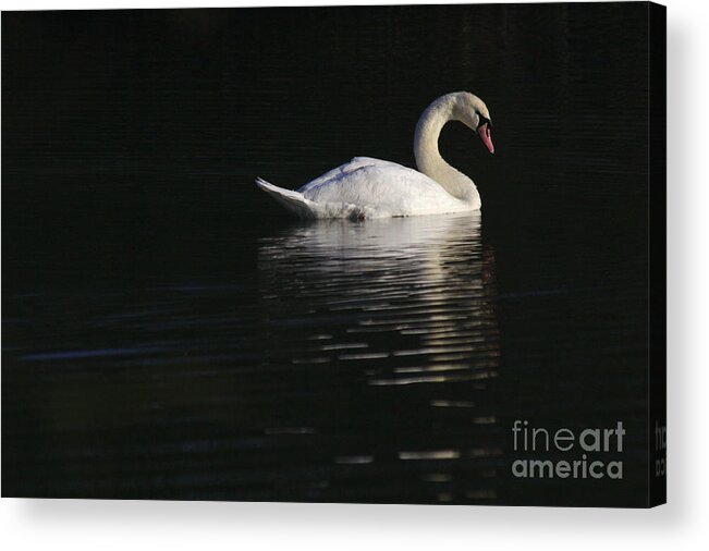 St James Lake Acrylic Print featuring the photograph Morning Swan by Jeremy Hayden