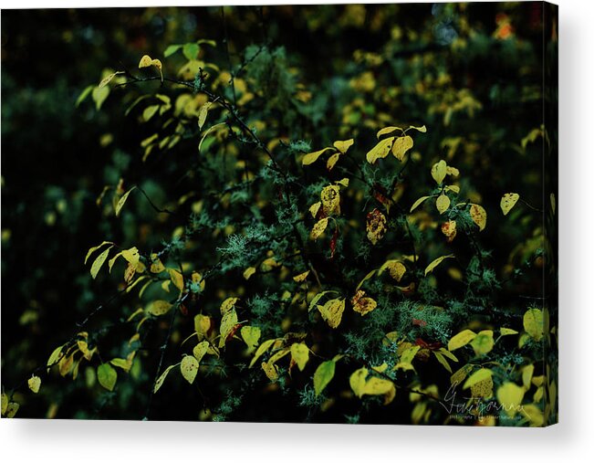 Landscape Acrylic Print featuring the photograph Moss in Colors by Gene Garnace