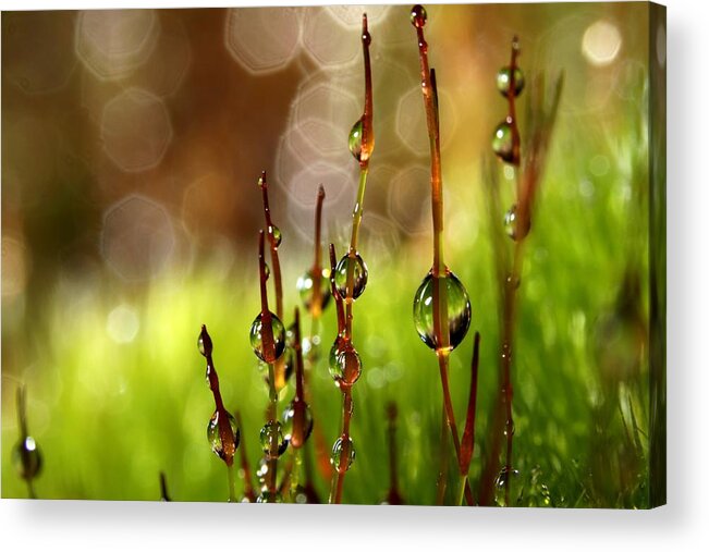 Moss Acrylic Print featuring the photograph Moss Sparkles by Sharon Johnstone