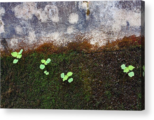 Nature Acrylic Print featuring the photograph Moss with Accents by Ted M Tubbs