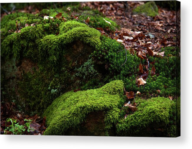 Jenny Rainbow Fine Art Photography Acrylic Print featuring the photograph Mossy Rocks in Spring Woods by Jenny Rainbow