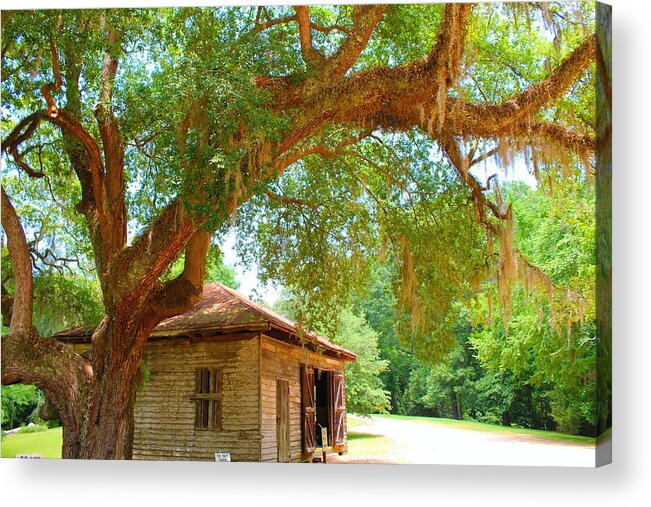 Natchez Acrylic Print featuring the photograph Mossy Tree in Natchez by Karen Wagner