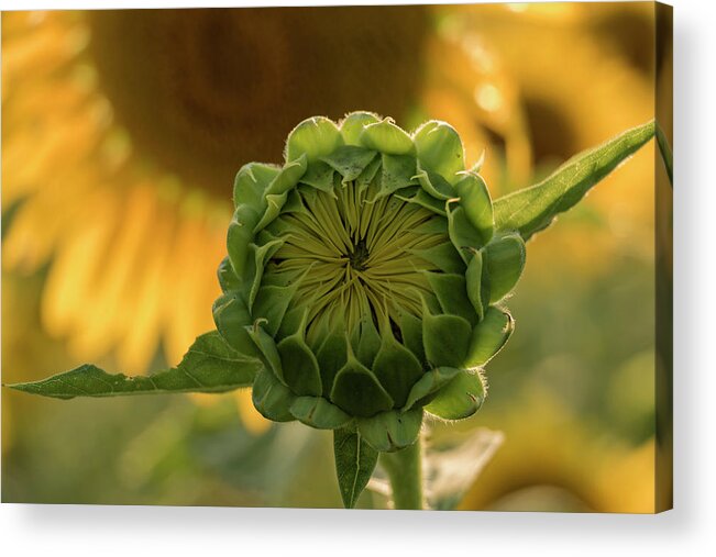 Sunflower Acrylic Print featuring the photograph Mother and Child by Holly Ross