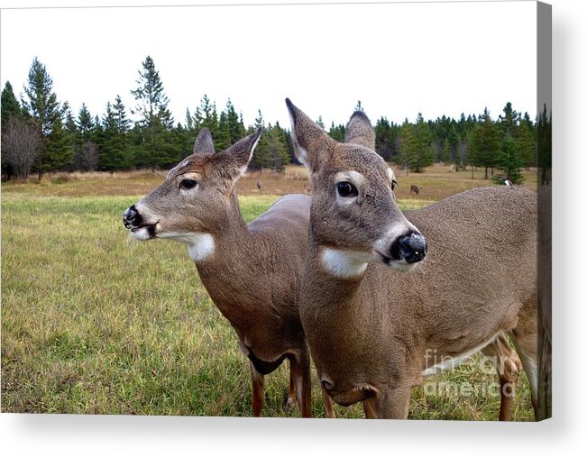 Deer Acrylic Print featuring the photograph Mother and Daughter by Sandra Updyke