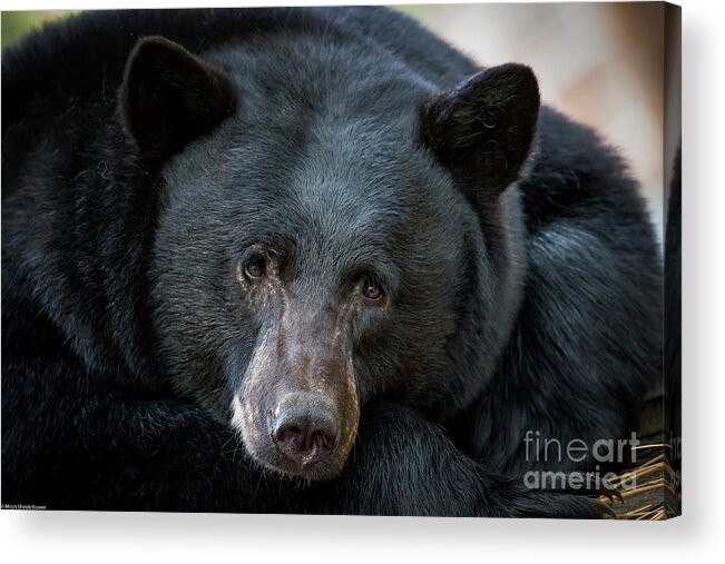 Mother Bear Acrylic Print featuring the photograph Mother Bear by Mitch Shindelbower