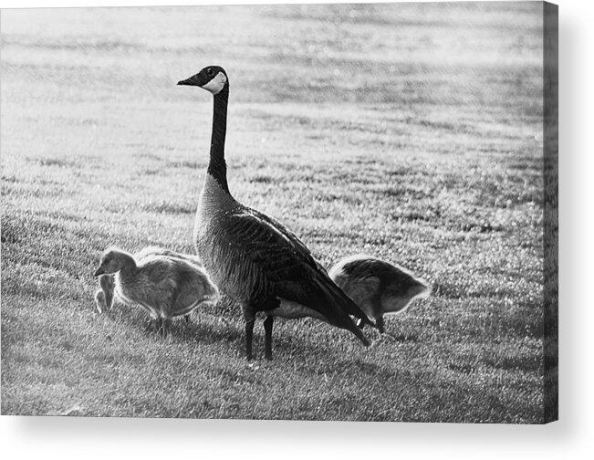 Mother Goose Acrylic Print featuring the photograph Mother goose by Camille Lopez