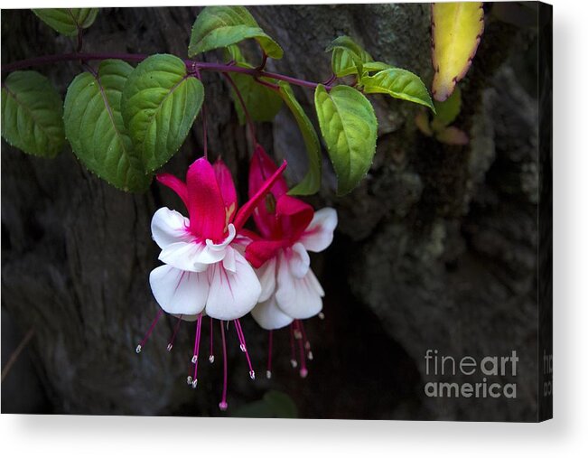 Nature Acrylic Print featuring the photograph Mother Nature Is Amazing by Al Bourassa