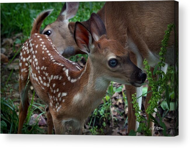Deer Acrylic Print featuring the photograph Mother's Care by Bill Stephens