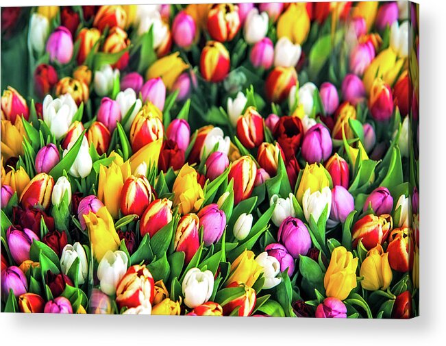 Jenny Raibow Fine Art Photography Acrylic Print featuring the photograph Motley Bunch of Dutch Tulips by Jenny Rainbow