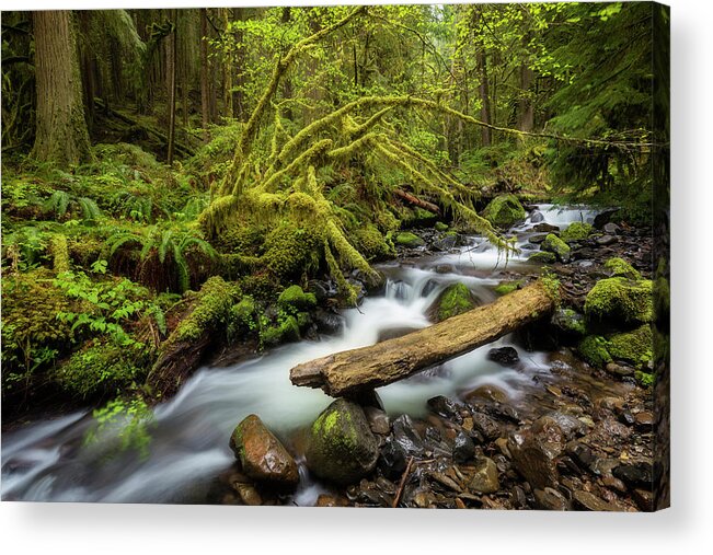 Creek Acrylic Print featuring the photograph Mount Hood Creek by Jon Ares