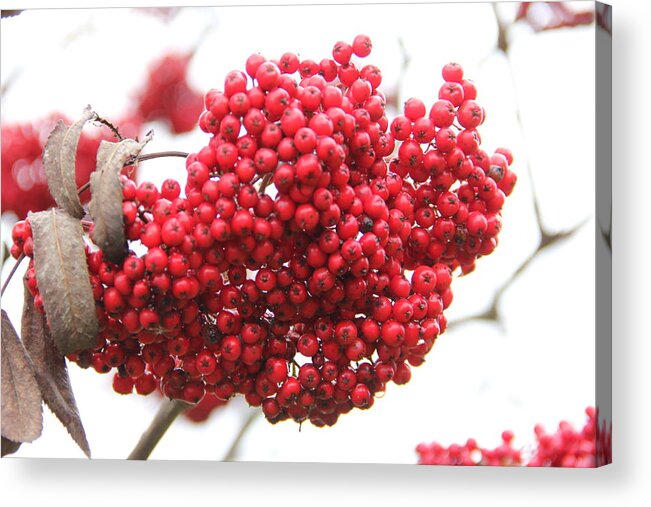 Mountain Ash Acrylic Print featuring the photograph Mountain Ash Berries by Allen Nice-Webb