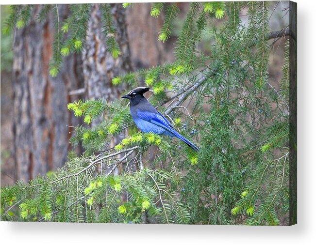 Blue Bird Bluejay Robbin Trees Mountaingreen Kingfisher Bunting Bluebird Steller Jay Gray Breasted Jay Canyon Towhee Starling Mockingbird Goldfinch Pintree Campground Acrylic Print featuring the photograph Mountain Bluejay by James Steele