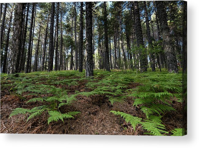 Forest Landscape Acrylic Print featuring the photograph Mountain forest landscape by Michalakis Ppalis