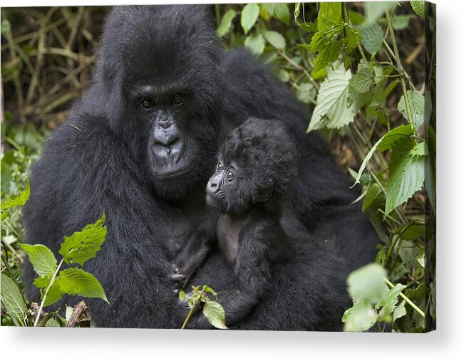 00761224 Acrylic Print featuring the photograph Mountain Gorilla And Baby Rwanda by Suzi Eszterhas