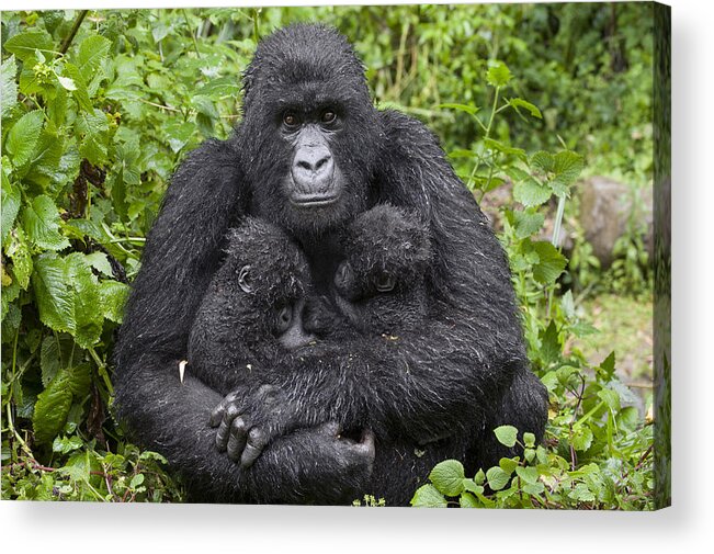 00499668 Acrylic Print featuring the photograph Mountain Gorilla Mother Holding 5 Month by Suzi Eszterhas