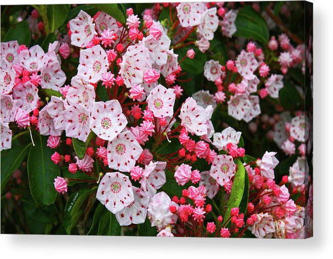 Mountain Laurels Acrylic Print featuring the photograph Mountain Laurels by Dale R Carlson