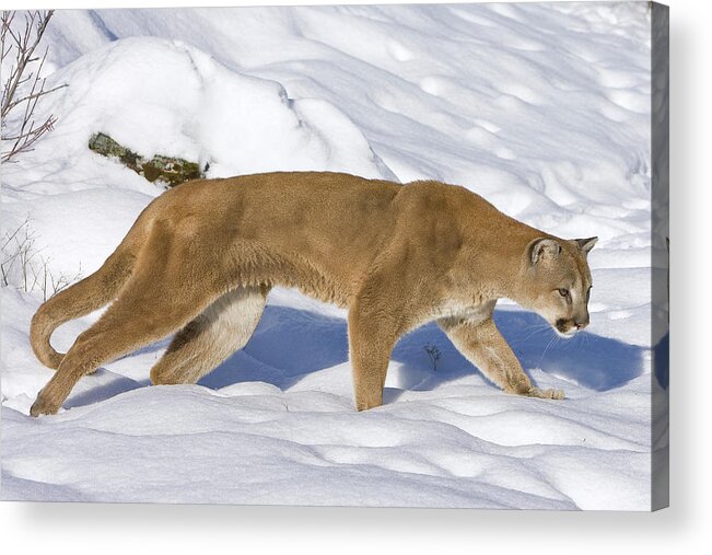 Mp Acrylic Print featuring the photograph Mountain Lion Puma Concolor Hunting by Matthias Breiter