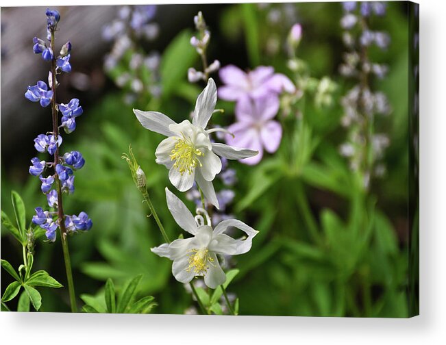Flowers Acrylic Print featuring the photograph Mountain Wildflowers by Greg Norrell