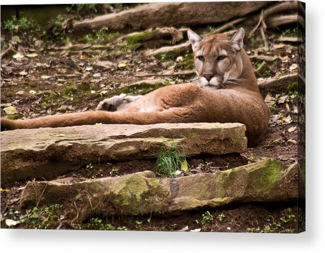 Cougar Acrylic Print featuring the photograph Mouontain Lion Resting by Douglas Barnett