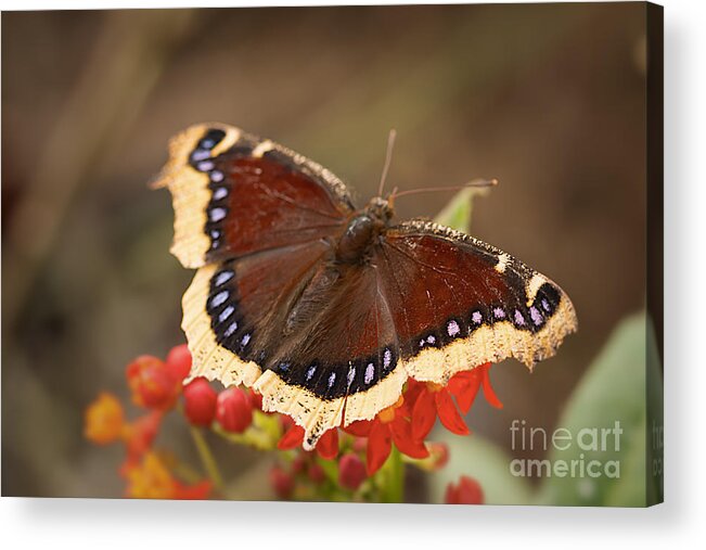 Butterfly Acrylic Print featuring the photograph Mourning Cloak Butterfly by Ana V Ramirez