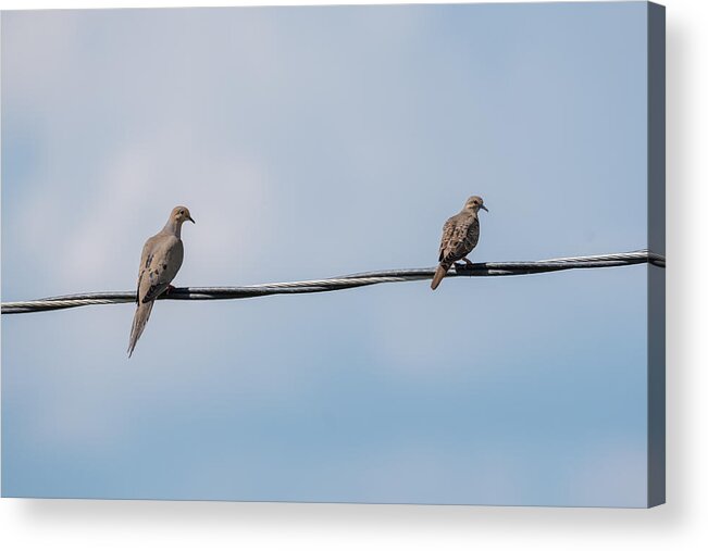 Mourning Doves Acrylic Print featuring the photograph Mourning Doves by Holden The Moment