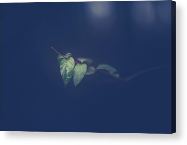 Nature Acrylic Print featuring the photograph Moving In The Shadows by Shane Holsclaw