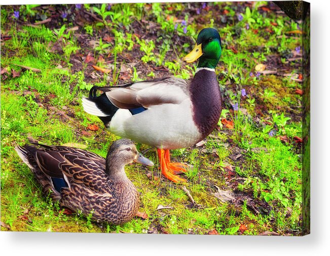 Anas Platyrhynchos Acrylic Print featuring the photograph Mr and Mrs Mallard by Dee Browning