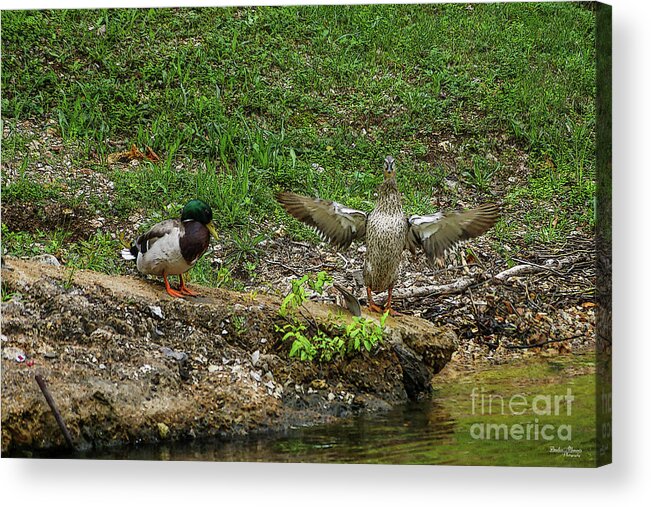 Mallard Acrylic Print featuring the mixed media Mr and Mrs Mallard by Jennifer White