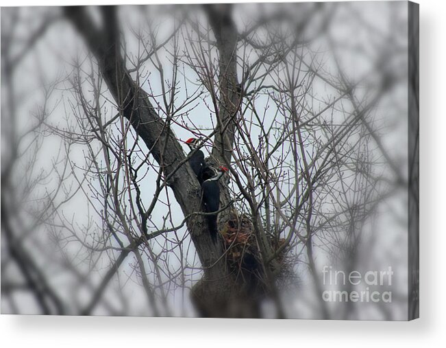 Pileated Woodpecker Acrylic Print featuring the photograph Mr and Mrs Woody Woodpecker by Karen Adams