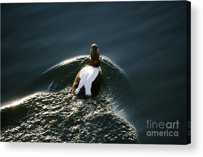 Duck Acrylic Print featuring the photograph Mr. Eider by Faith Harron Boudreau