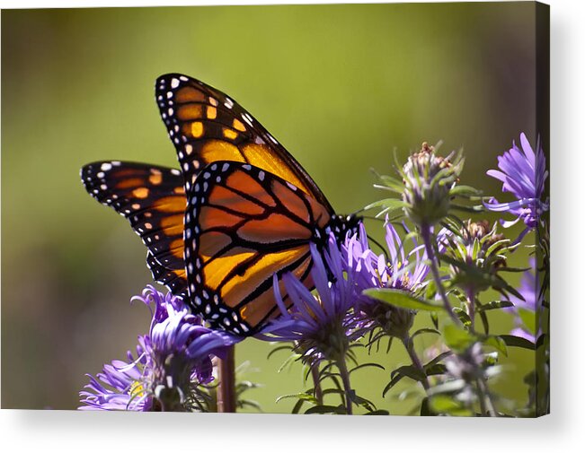 Butterfly Acrylic Print featuring the photograph Ms. Monarch by Ross Powell