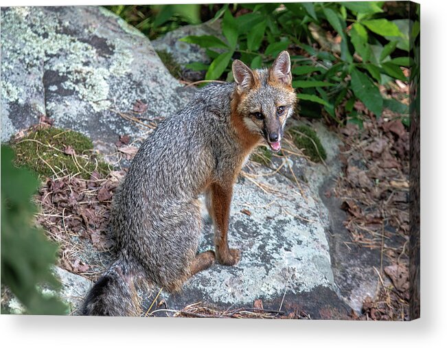 Fox Acrylic Print featuring the photograph Ms Pin by Norman Peay