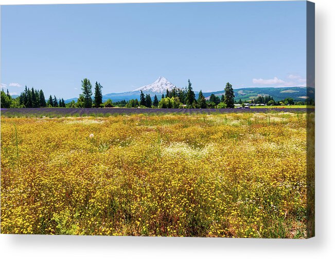 Plant;lavender;flower;mt Hood;hood River Lavender Farms;outdoor;field;landscape Acrylic Print featuring the digital art Mt Hood and the Lavender Field by Michael Lee