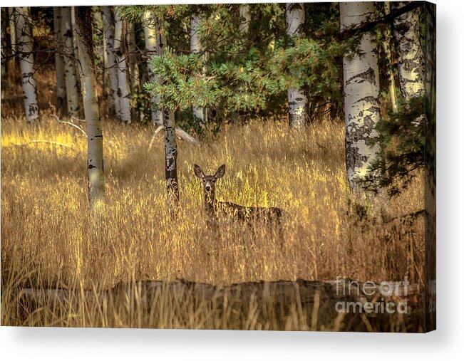 Animal Nature Acrylic Print featuring the photograph Mule Deer In The Aspens by Robert Bales