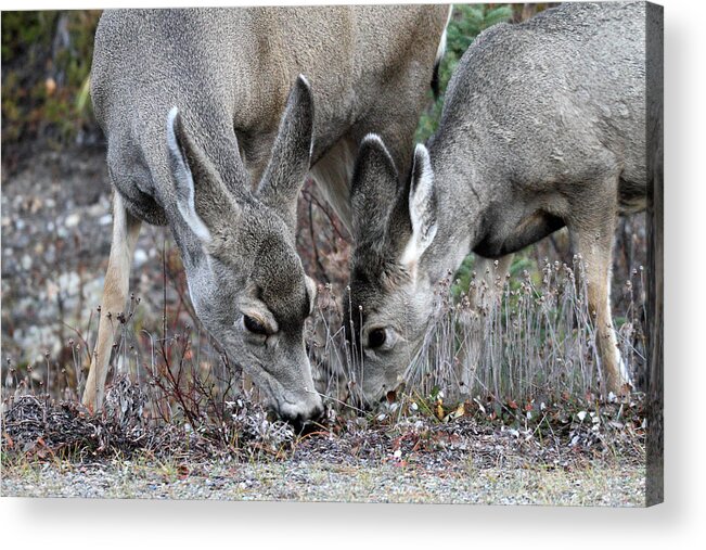 Mule Acrylic Print featuring the photograph Mule deers in Jasper National Park by Pierre Leclerc Photography
