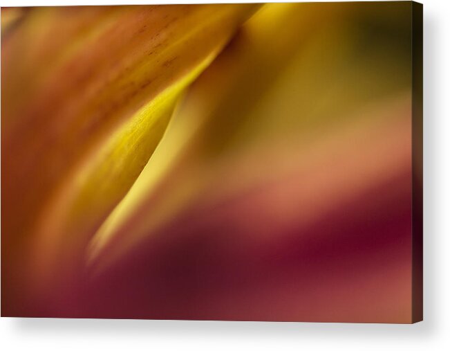 Flower Acrylic Print featuring the photograph Mum Abstract by Bob Cournoyer