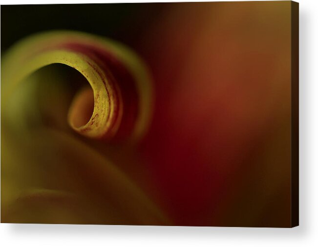 Mum Acrylic Print featuring the photograph Mum Curl Abstract by Bob Cournoyer
