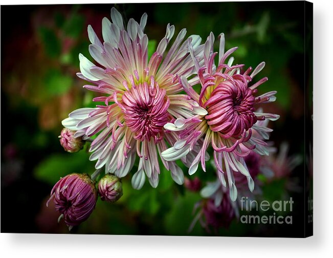 Chrystanthemum Acrylic Print featuring the photograph Mums by Anjanette Douglas