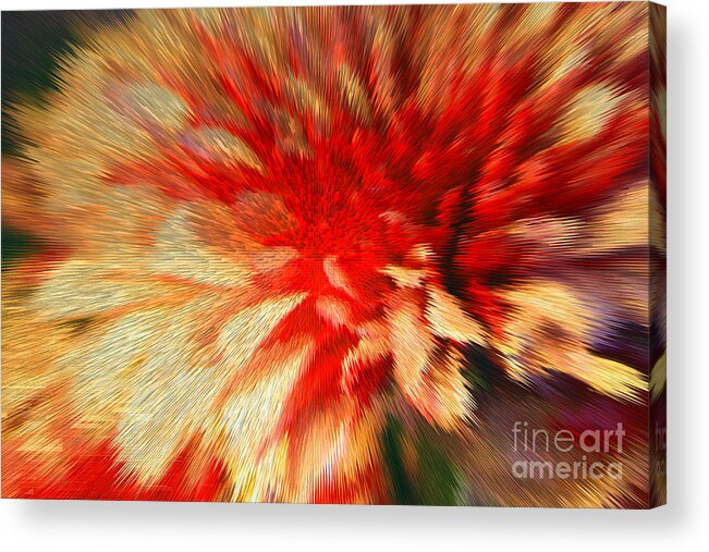  Chrysanthemum Acrylic Print featuring the photograph Mums by Kelly Holm
