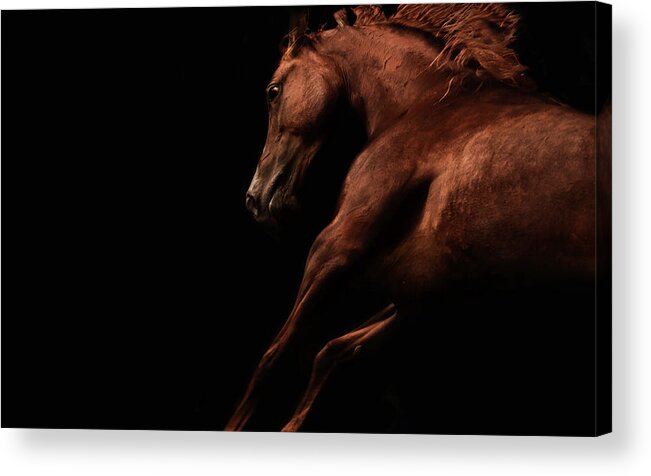 Horse Acrylic Print featuring the photograph Muscle and Motion by Ryan Courson