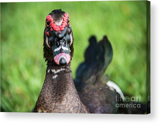 Muscovy Acrylic Print featuring the photograph Muscovy Duck-0278 by Steve Somerville