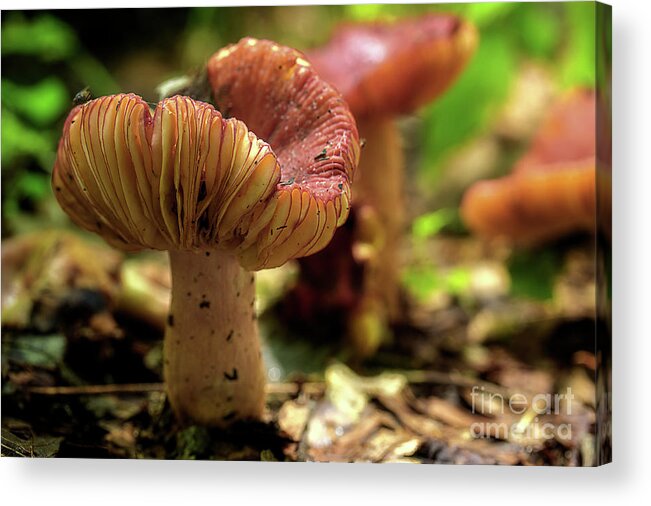 Woodland Mushrooms Acrylic Print featuring the photograph Mushrooms On The Floor by Michael Eingle
