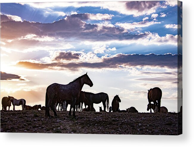Wild Horse Wildlife Mustang Clouds Sunset Acrylic Print featuring the photograph Mustang Clouds by Dirk Johnson