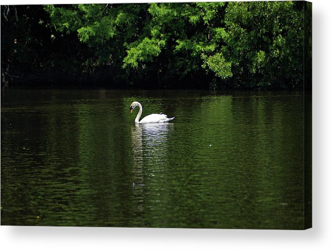 Mute Swan Acrylic Print featuring the photograph Mute Swan by Sandy Keeton