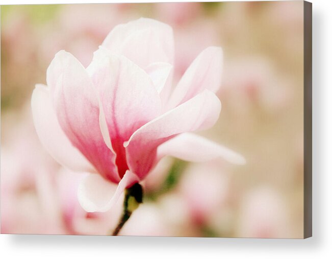 Magnolia Acrylic Print featuring the photograph Muted Magnolia by Jessica Jenney