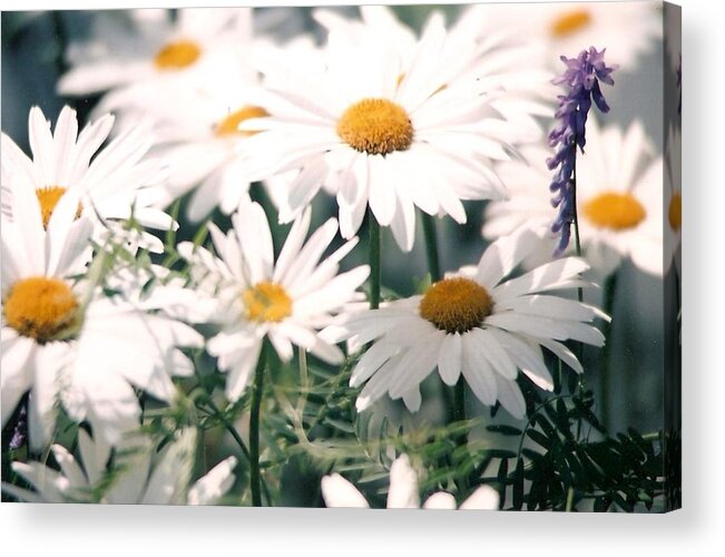Daisies Acrylic Print featuring the photograph My Daisies by Jackie Mueller-Jones