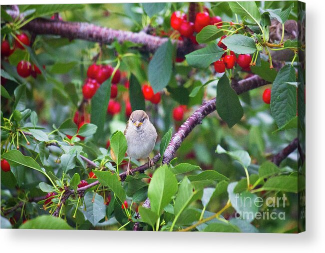 Little Bird Acrylic Print featuring the photograph My Little Bird #2 by Donna L Munro