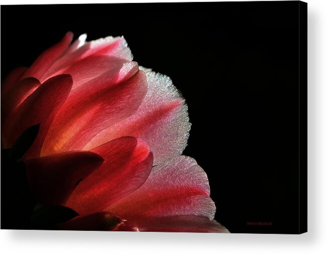 Cactus Flower Acrylic Print featuring the photograph My Little Cactus Flower by Donna Blackhall