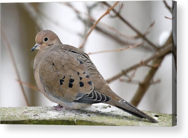 Mourning Dove Acrylic Print featuring the photograph My Little Turtledove by Andrea Lazar