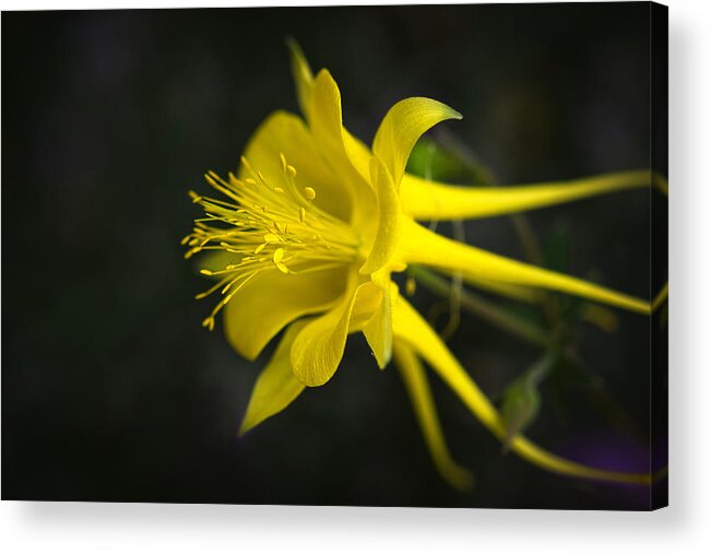 Yellow Acrylic Print featuring the photograph My Love For You Will Last by Lucinda Walter